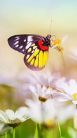 descargar wallpaper de animales